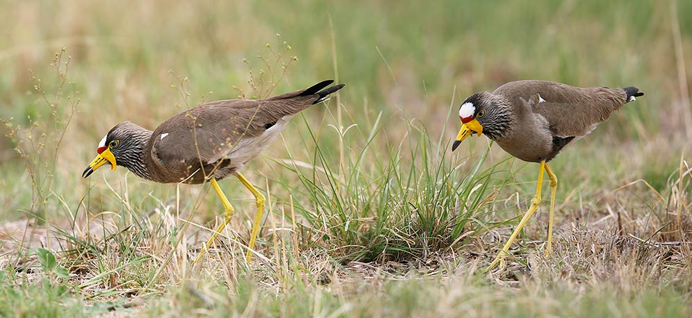 Wattled Plover pair
